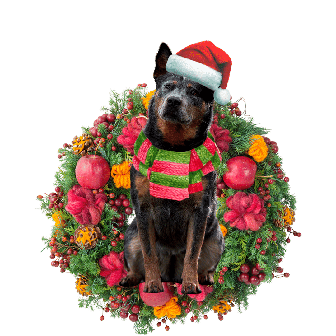 Australian Cattle Christmas Christmas Plastic Hanging Ornament, Christmas Ornament Gift, Christmas Gift, Christmas Decoration