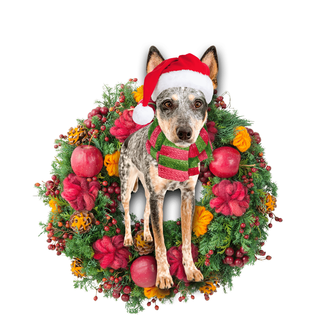 Blue Heeler Christmas Christmas Plastic Hanging Ornament, Christmas Ornament Gift, Christmas Gift, Christmas Decoration