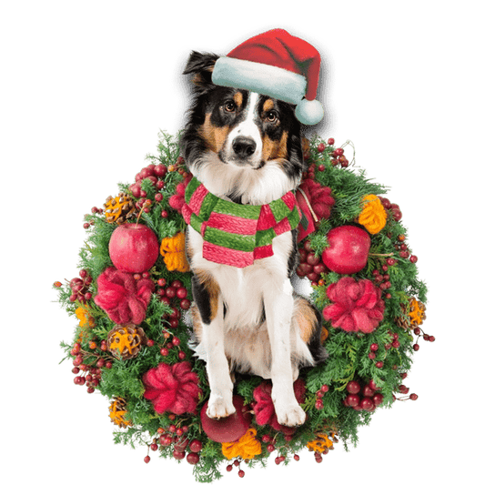 Border Collie Christmas Ornament, Christmas Ornament Gift, Christmas Gift, Christmas Decoration