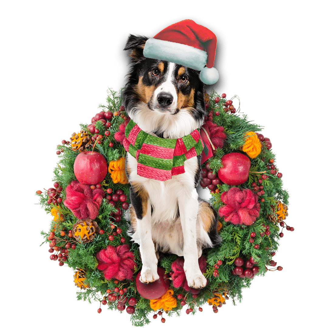 Border Collie Christmas Christmas Plastic Hanging Ornament, Christmas Ornament Gift, Christmas Gift, Christmas Decoration