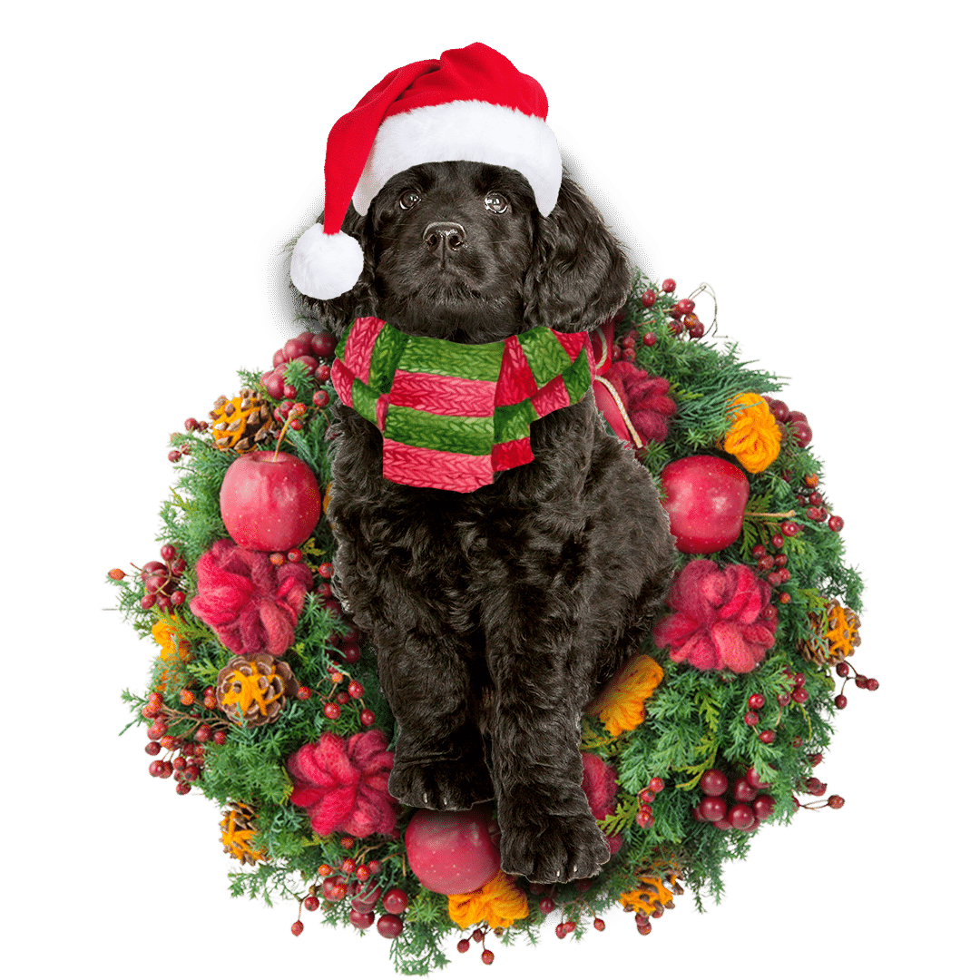 Black Labradoodle Christmas Plastic Hanging Ornament, Christmas Ornament Gift, Christmas Gift, Christmas Decoration