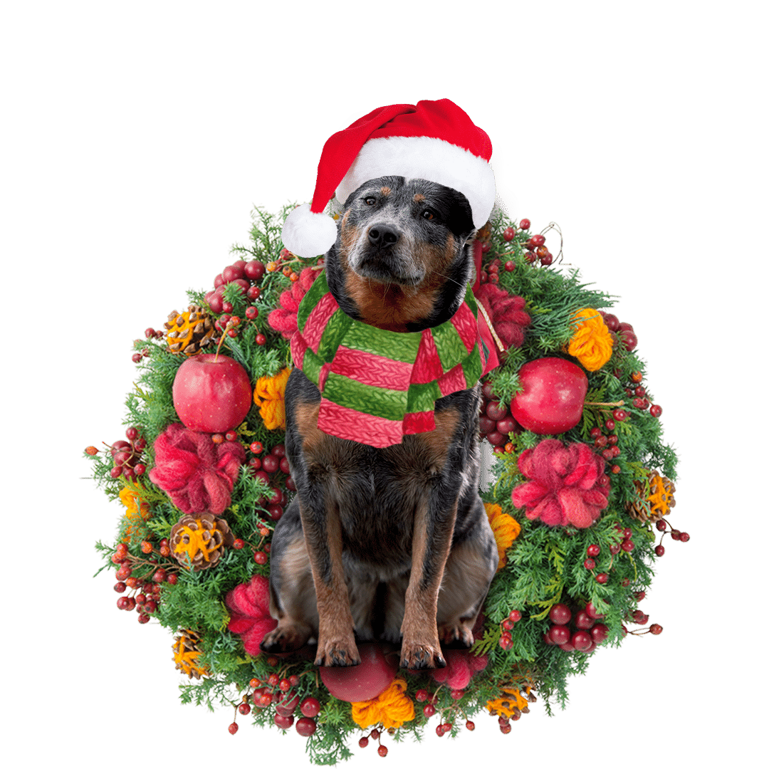 Cattle Dog Christmas Christmas Plastic Hanging Ornament, Happy Christmas Ornament, Christmas Gift, Christmas Decoration