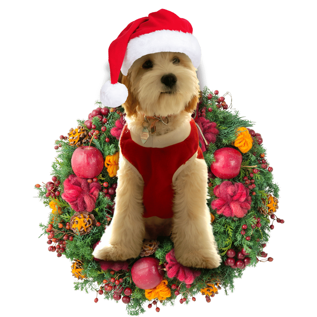 Cavadoodle Christmas Plastic Hanging Ornament, Happy Christmas Ornament, Christmas Gift, Christmas Decoration