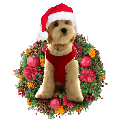 Cavadoodle Christmas Plastic Hanging Ornament, Happy Christmas Ornament, Christmas Gift, Christmas Decoration
