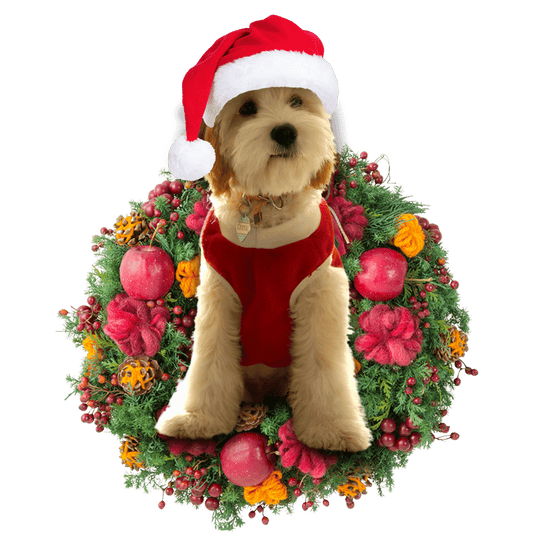 Cavadoodle Christmas Plastic Hanging Ornament, Happy Christmas Ornament, Christmas Gift, Christmas Decoration