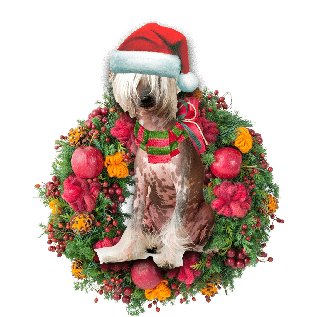 Chinese Crested Christmas Christmas Plastic Hanging Ornament, Christmas Gift, Christmas Decoration