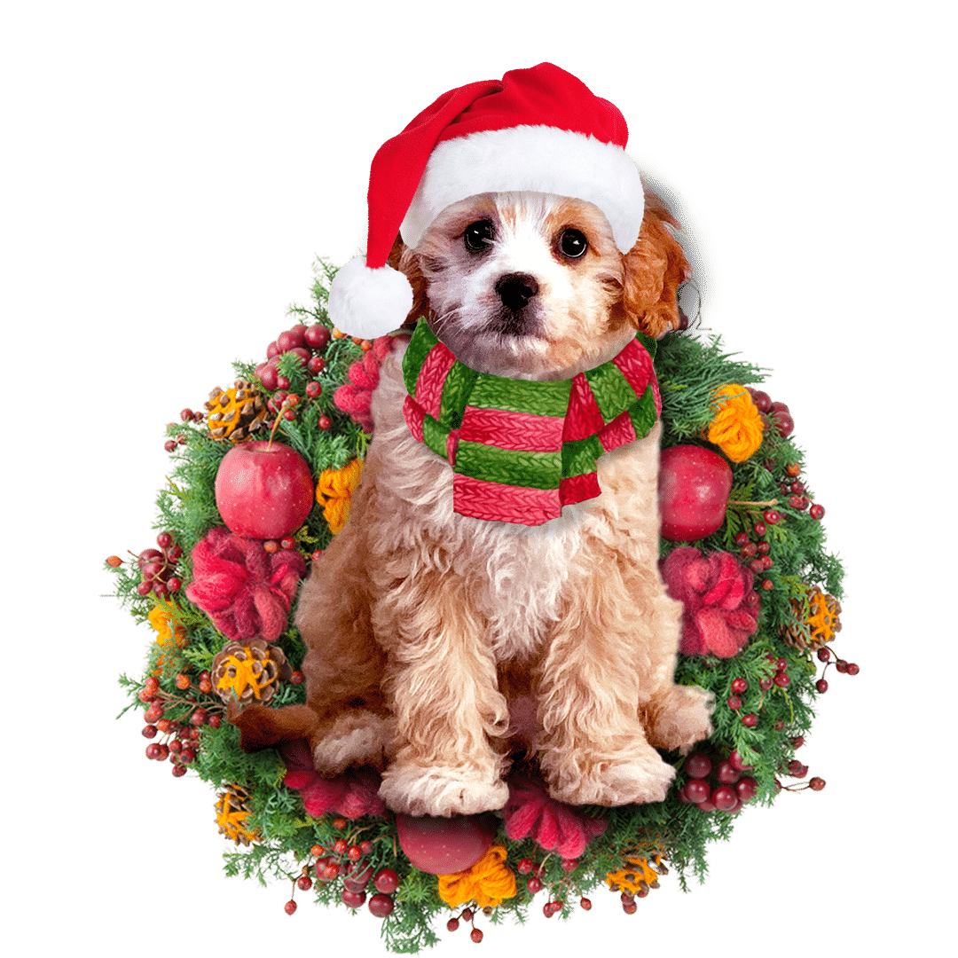 Cavoodle Christmas Christmas Plastic Hanging Ornament, Happy Christmas Ornament, Christmas Gift, Christmas Decoration