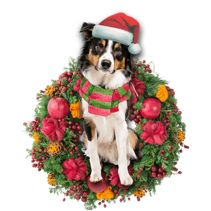 Border Collie Christmas Christmas Plastic Hanging Ornament, Christmas Ornament Gift, Christmas Gift, Christmas Decoration