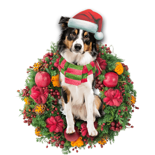 Border Collie Christmas Christmas Plastic Hanging Ornament, Christmas Ornament Gift, Christmas Gift, Christmas Decoration